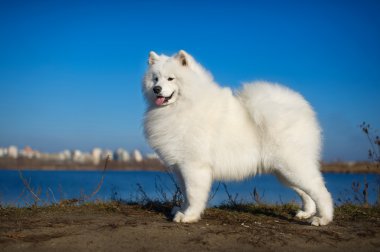 güzel samoyed köpek