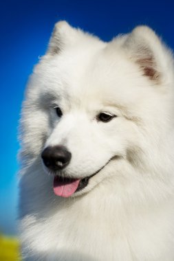 güzel samoyed köpek