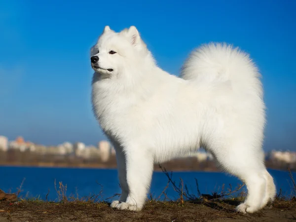 Hermoso perro Samoyedo — Stockfoto