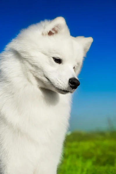 Smuk samoyed hund - Stock-foto