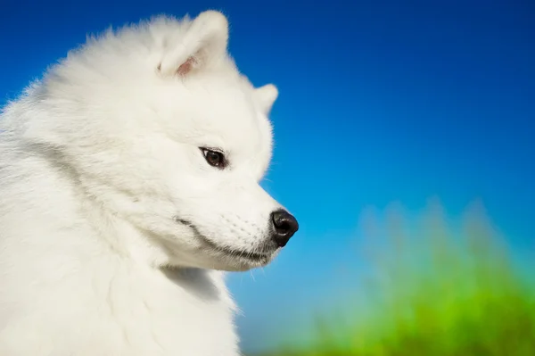 Gyönyörű Szamojéd kutya — Stock Fotó