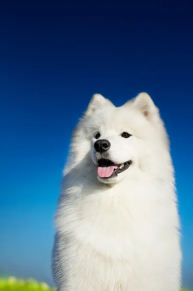 Πανέμορφο σκυλί samoyed — Φωτογραφία Αρχείου