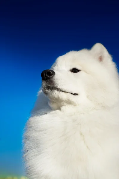 Smuk samoyed hund - Stock-foto