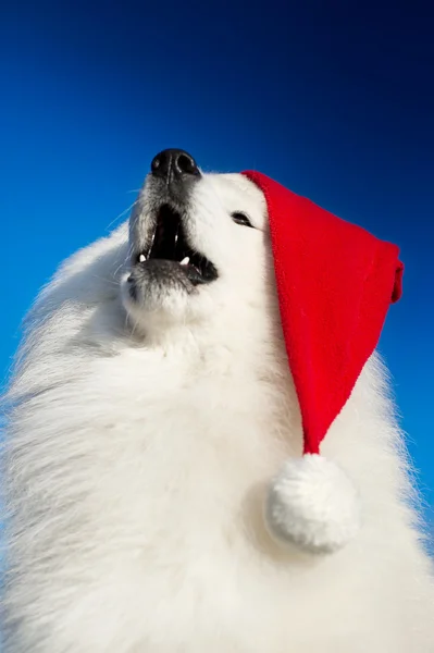 Krásný pes samojed — Stock fotografie