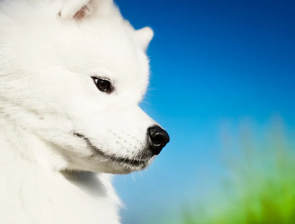 Hermoso perro samoyed —  Fotos de Stock