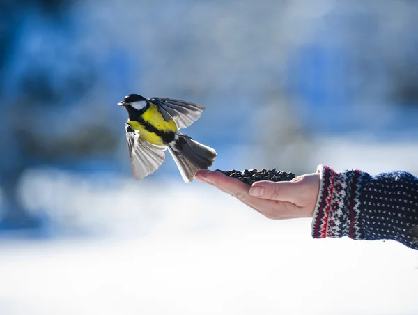 Tomtit on a hand — Stock Photo, Image
