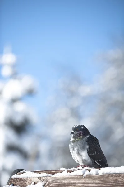 아름 다운 비둘기 — 스톡 사진