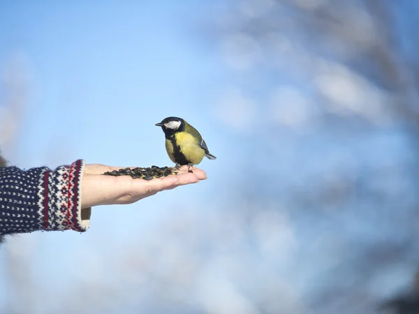 一只手上的山雀 — 图库照片
