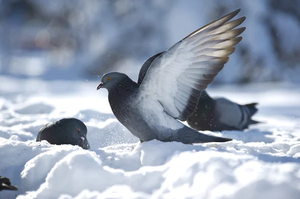 Beautiful pigeon — Stock Photo, Image