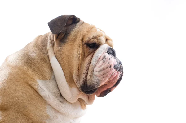 Angol bulldog portré — Stock Fotó