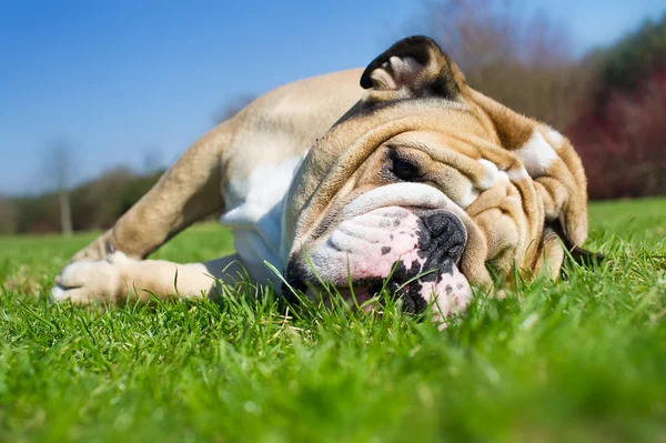 Engels bulldog in een gras — Stockfoto