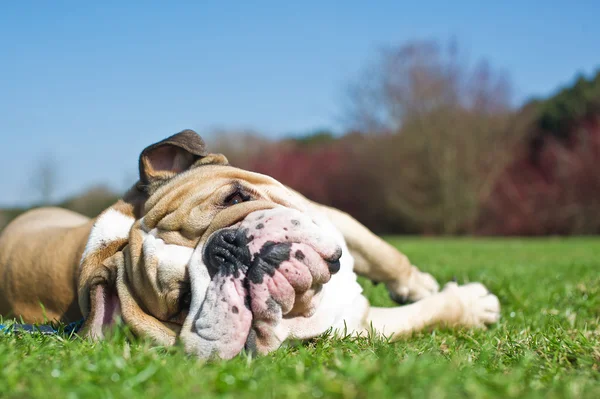 Bulldog inglês em uma grama — Fotografia de Stock