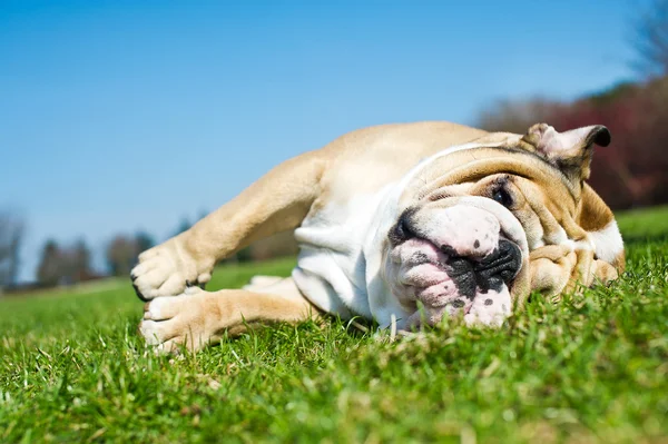 İngilizce bulldog bir çim — Stok fotoğraf