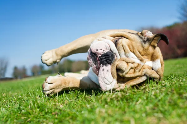 Bulldog anglais dans une herbe — Photo