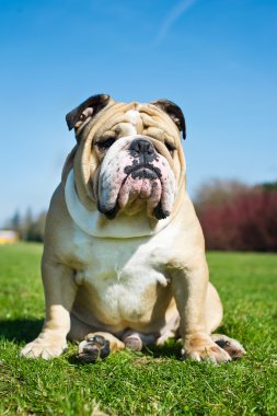 English Bulldog in a grass clipart