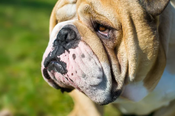 Engelsk bulldogg i ett gräs — Stockfoto