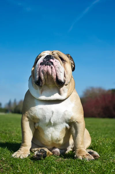 Bulldog anglais dans une herbe — Photo