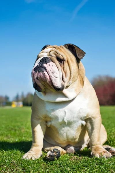 Engels bulldog in een gras — Stockfoto