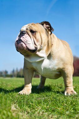 İngilizce bulldog bir çim