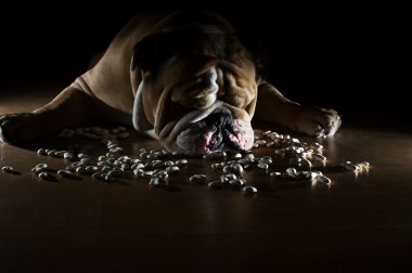 English bulldog with beans clipart