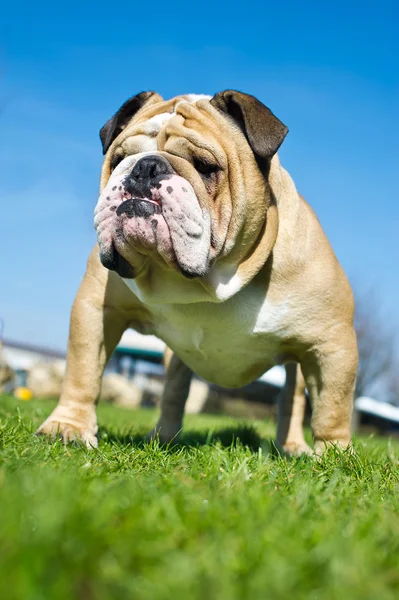 Angol Bulldog a fűben — Stock Fotó