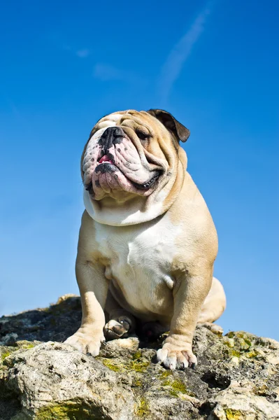 Bulldog em uma rocha — Fotografia de Stock