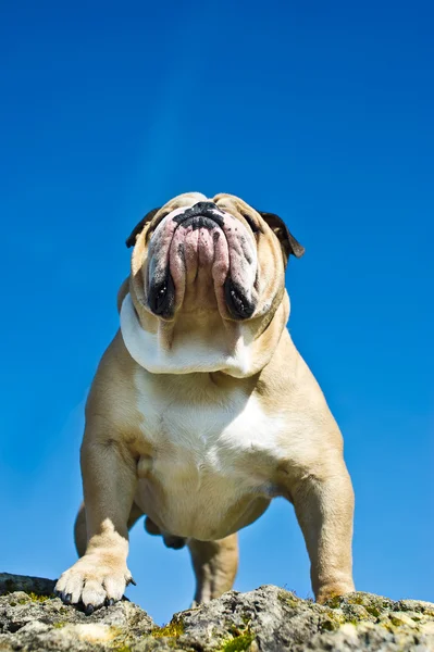 Bir kayanın üzerinde Bulldog — Stok fotoğraf