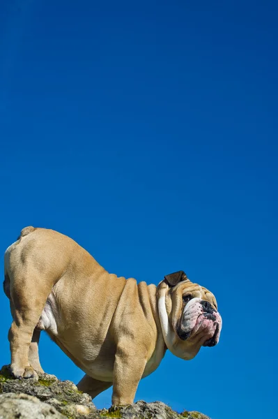 Bulldog op een rots — Stockfoto