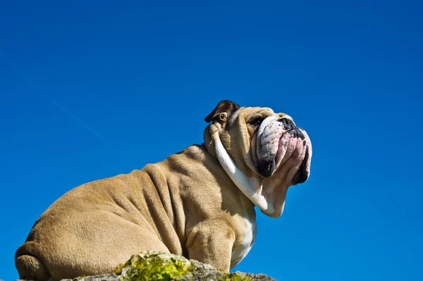 Bulldog op een rots — Stockfoto