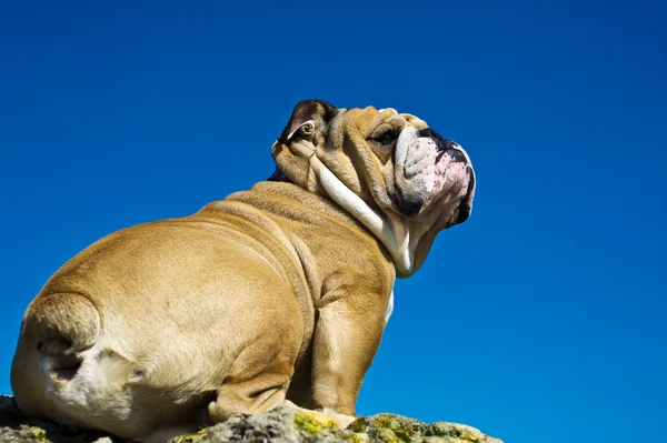 Bulldogge auf einem Felsen — Stockfoto