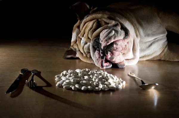 English bulldog with beans — Stock Photo, Image