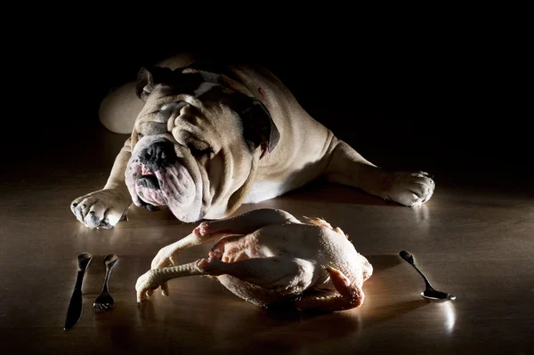 Engelsk Bulldogg med rå kyckling — Stockfoto