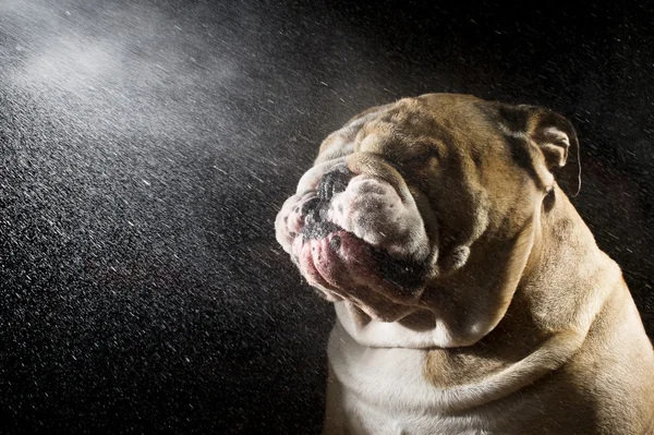 Estúdio tiro gotas de água com cão bulldog — Fotografia de Stock