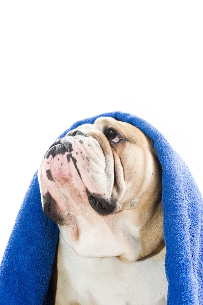 Bulldog en una toalla —  Fotos de Stock