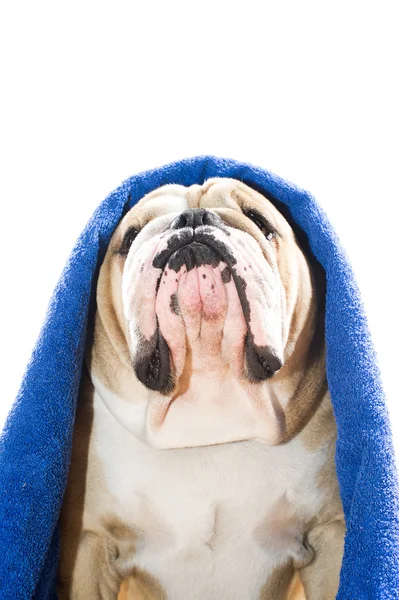 Bulldog in a towel — Stock Photo, Image