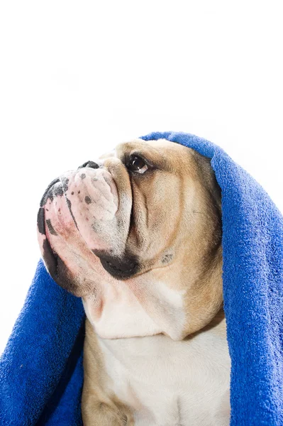 Bulldog in een handdoek — Stockfoto