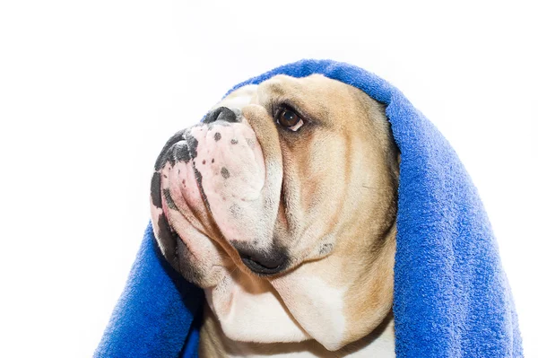 Bulldog em uma toalha — Fotografia de Stock