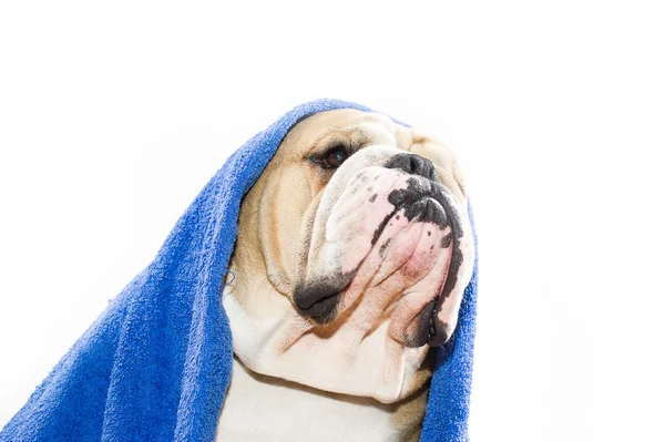 Bulldogge im Handtuch — Stockfoto