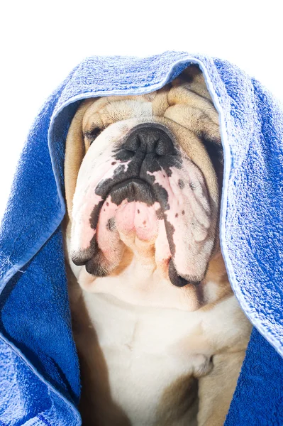 Bulldog em uma toalha — Fotografia de Stock