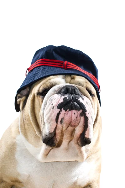 İngilizce bulldog şapka portre — Stok fotoğraf