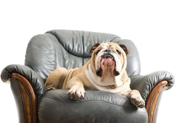 Feliz perro perezoso Bulldog en un sofá — Foto de Stock