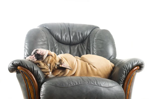 Feliz perro perezoso Bulldog en un sofá — Foto de Stock
