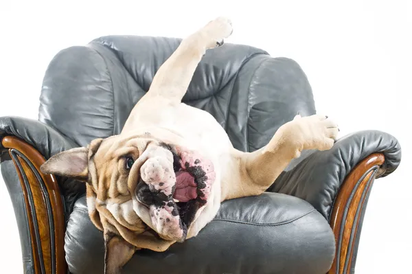 Feliz perro perezoso Bulldog en un sofá — Foto de Stock