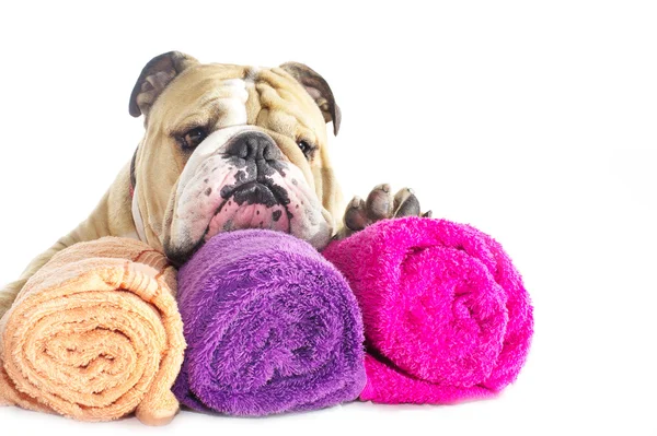 Retrato Bulldog Inglês com toalhas isoladas — Fotografia de Stock