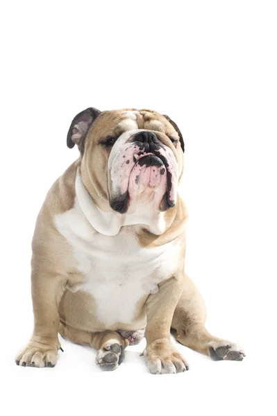 Potret Bulldog Inggris terisolasi — Stok Foto