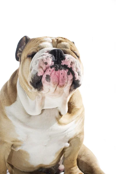 Inglês Bulldog retrato isolado — Fotografia de Stock
