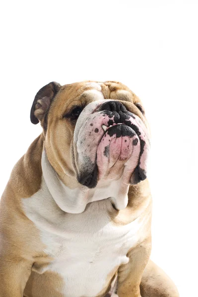 Engels bulldog portret geïsoleerd — Stockfoto