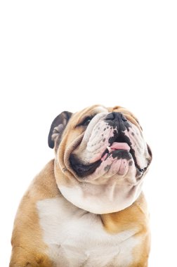 sevimli İngiliz bulldog portre izole