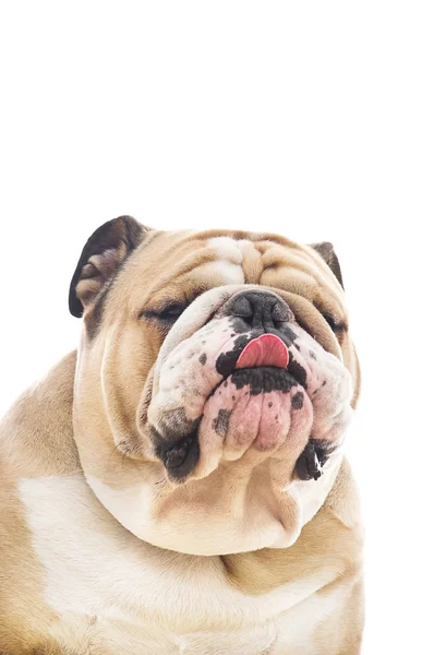 Cute angielski bulldog portret na białym tle — Zdjęcie stockowe
