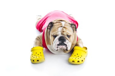 Funny English Bulldog in crocs isolated clipart